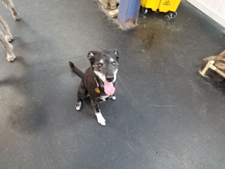 Here's Shadow, a 16 year old, yes we said 16 year old, lab/springer mix. We like to say Shadow is an experienced dog. He's still a great greeter and has perfect manners. In spite of losing a leg to cancer, Shadow still gets around with ease. In fact, sometimes we have to slow him down. A great dog, still giving a lot. Our hero! 2016-10.jpg
