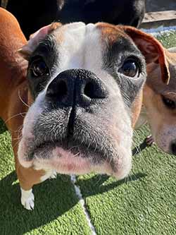 Dog of the Month
