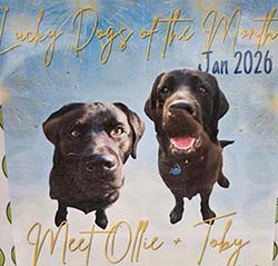Dog of the Month