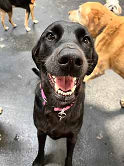 Dog of the Month