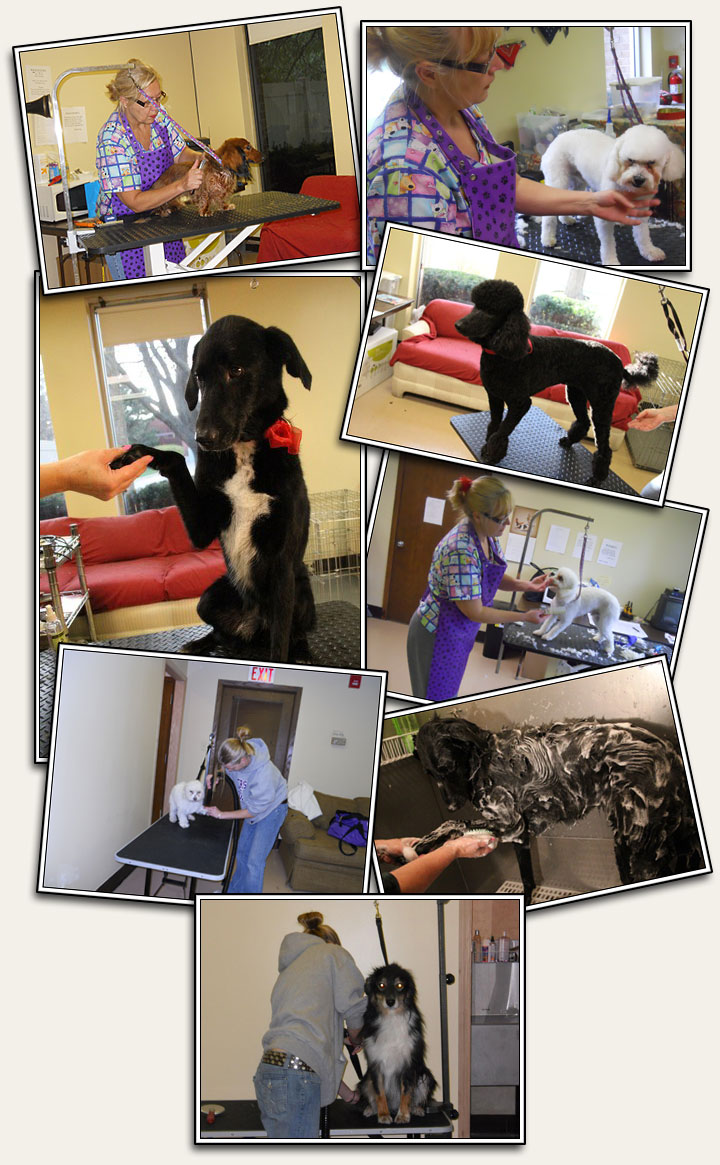 Dog Grooming - Lucky Dog Lisle Dog Daycare