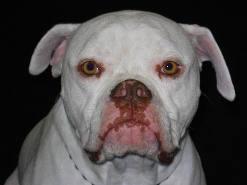 The very handsome Bradley
This lovable lug is Bradley Collins. The first dog to walk through our doors on June 1. Bradley loves dogs of all sizes, and is always looking for action. This energetic 80 pounder is just a big baby at heart. 2010-06.jpg