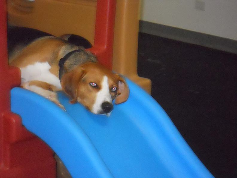 This is Penny, a Treeing Walker Coonhound and Beagle mix.
Penny is the most well adjusted dog in the house. She is always the first dog to greet our new customers, and meets and greets with a style that puts then right at ease. She is also one of our best climbers on the playground equipment. 2010-10.jpg