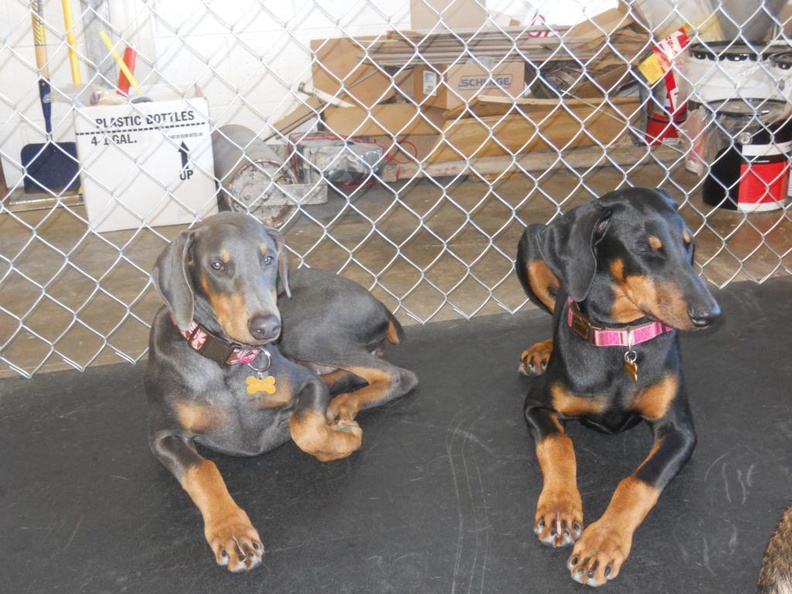 Meet Deacon Blue and Harper Lee. These 2 energetic Dobermans are a mainstay here at Lucky Dog. Each one is spedial in it's own way. Deacon is a calmer, methodical dog that is very selective in her play partners, but is without a doubt a very good friend to be around. Harper is more outgoing and wants to play with everyone. Her energy level has no bounds! That's why we love these two. They have their own distinct personalities, and they fit right in. 2010-12.jpg