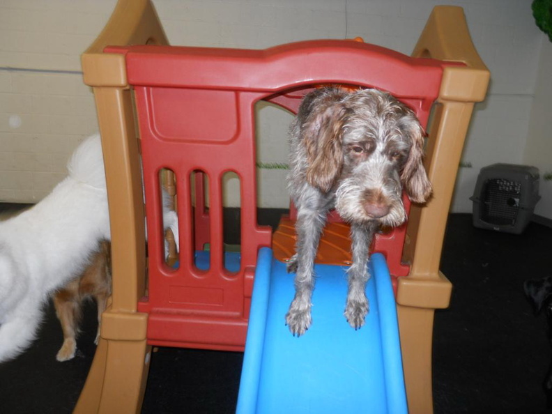 This is Roxy, a German Wirehaired Pointer. Roxy is a regular here at Lucky Dog. We truly are the lucky ones as Roxy is one of our best players and organizers. When things slow down, it's always Roxy starting up a new game of chase or hide-n-seek. All the dogs respond to Roxy in a very positive way. It's a good thing we don't have to pay her! 2011-01.jpg