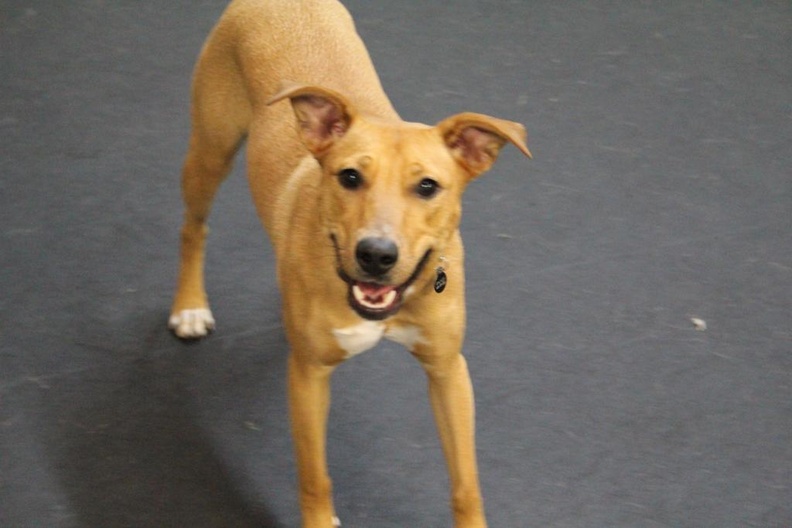 Meet Stanley the March Dog of the Month.
Stanley is a lab mix. Stanley is just like the March saying comes in like a lion, goes out like a lamb . Every day Stanley comes in full of energy and playfulness, and by the end of the day is completely tired and calm. He truly takes advantage of everything and every playmate here at Lucky Dog. 2011-03.jpg