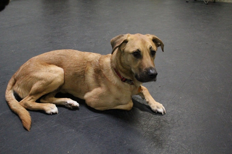 Meet Dawson! He's quickly become a favorite of the wranglers here at Lucky Dog. Dawson always comes over to say hello and wait for a few pats on the head. He also is a great player, but as soon as he's had enough, he hits the floor no matter where he is - and takes a nap! A great way to be and a great dog. 2011-09.jpg