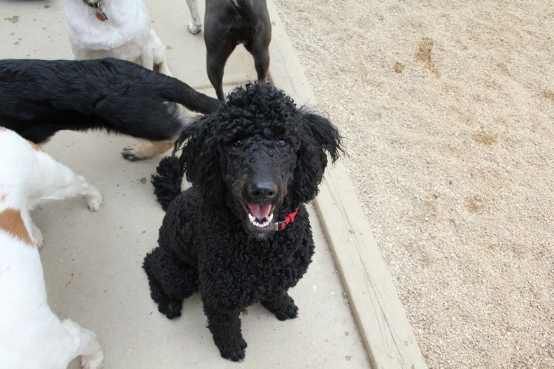 Say hello to Olive!
Olive is a standard poodle, with the sweetest temperament. She's also the best behaved when it's time to go home. Even though she's excited, she sits very still and lets us put her leash on with ease. She's also a very good player. Her size lets her play with the big dogs in the ruff play, but she's also sweet enough and gentle enough to play with the smaller dogs too. Way to go Olive! 2011-11.jpg