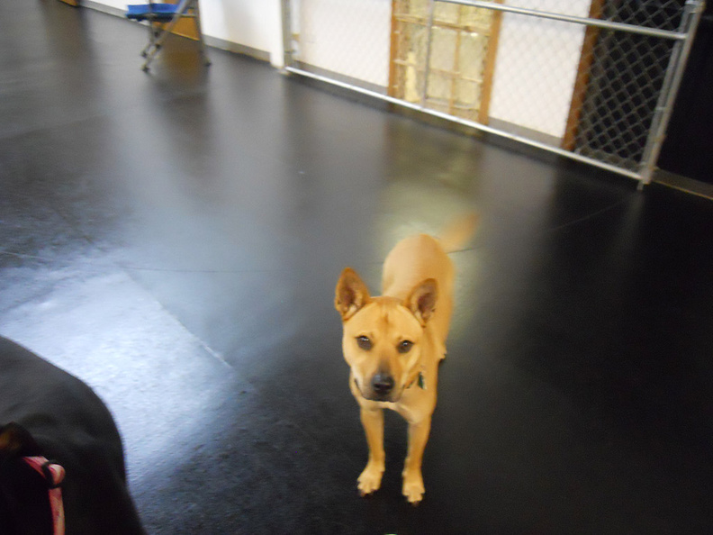 Meet Dingo.
Dingo is a Carolina Wild Dog American Dingo. She is as sweet as they come. Dingo has a laid back personality that makes it easy for all dogs to befriend her. She's always one of the first dogs the regulars go to and say hello. How could you ever say no to a face as sweet as this. 2011-12.jpg