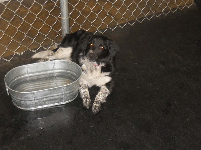 Meet Daisy. This little 7 month old border collie mix is a real puppy all the way around. Daisy is non-stop activity from check in to check out. She loves water. When she's had enough play, she loves to stretch out in the puddles by the water bowl. She's even been known to dance a little in the waterbowls. Bet she can't wait for the summer and the Lucky Dog pool! 2012-03.jpg
