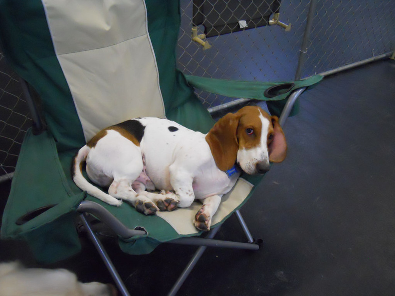Here's Fredy!
Fredy is a year old Basset Hound with endless amounts of energy. Freddy has a great temperament and will play with anybody and everybody. He really enjoys his time at Lucky Dog and we know he's a sound sleeper at the end of the day!!! 2012-11.jpg