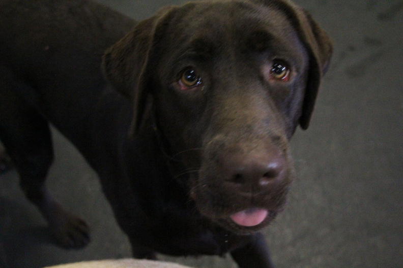 Say hello to Max!
Max is a great friend here at Lucky Dog. He's very active and still has his puppy energy. Max has an open invitation to any and all dogs that says let's play .He loves to sit in and by the water (a lab trait). Max is one dog we guarantee goes home after a full day and gets a great nights sleep! 2013-01.jpg