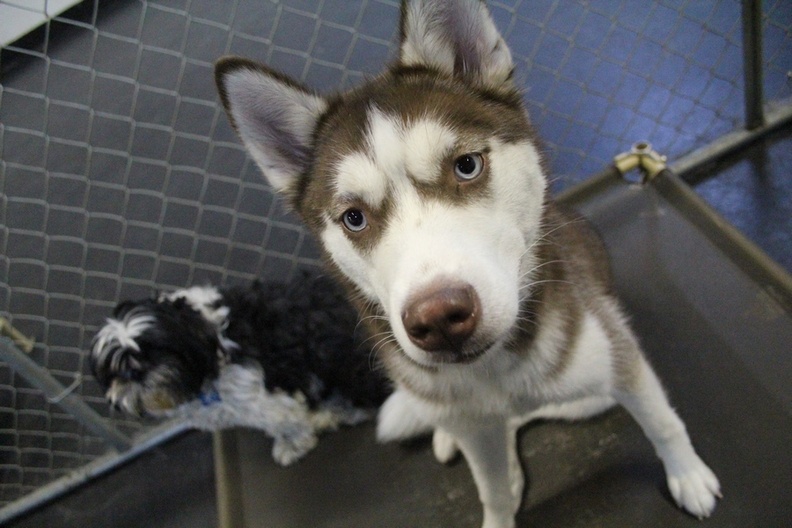 This is Meka!
This sweet little girl has the best of everything. All the good puppy traits, great manners and a great play style. Meka has many friends that look forward to their days with her. We do too!
2013-02.jpg