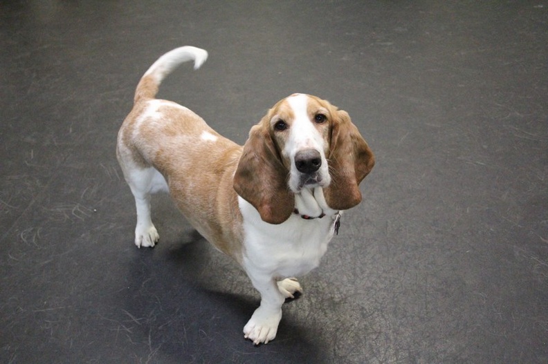 This is ALBERT! He's a bassett hound. Albert has a great temperament. He's a great player and isn't paricular about play pals. If you'll play, he'll play. He's been known to lead quite a few games of follow thew leader. Albert also has a very vocal way of letting us know when it's time to go home. A true Bassett bark..or bay...or howl...either one, it's all Albert. When Albert wants something, don't worry, he'll let you know! 2013-06.jpg