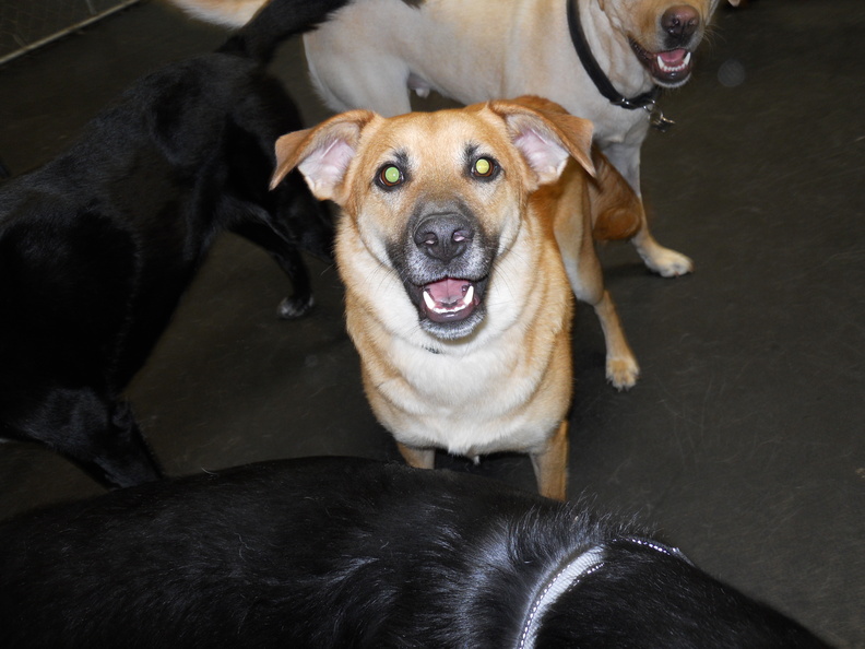 Say hello to Bo!
Bo's a 2 year old shephard mix. Just like this picture, Bo is always smiling. He's a very happy boy. Bo was a little nervous his first few trips to Lucky Dog, but he now exhibits great social skills and great temperament. He gets along with everybody. A success story in the making. 2013-07.jpg