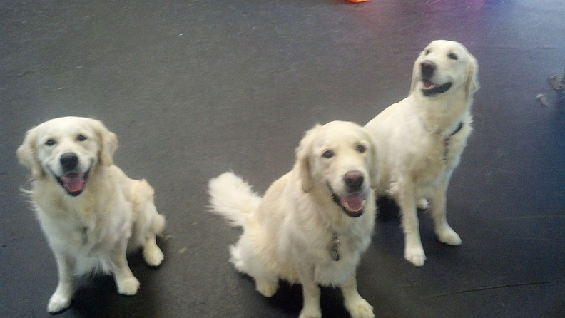 This time, it's dogs of the month.
Say hello to Neila (left) and her two brothers Finn (center) and Dane (right). 3 cream (white) Golden Retrievers. These three are the best. They have great temperaments, perfect manners and are model citizens at Lucky Dog. Each one has it's own personality, Neila loves people and being pet, Dane is the young pup always playing and Finn is the elder statesman watching over all. A great bunch. 2013-09.jpg