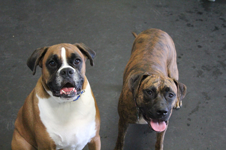 Once again - it's dogs of the month.
This time say hi to Simba and Princess. These two are a great addition to Lucky Dog. Simba is a (big) Boxer, and a great dog. Don't let looks fool ya, Simba is a big lovable bundle and has a great temperament, and we here say a - great face too! Princess, a pit/boxer mix, is more of a social butterfly and will play with anybody, anytime. These two are a welcomed addition to Lucky Dog. 2013-11.jpg