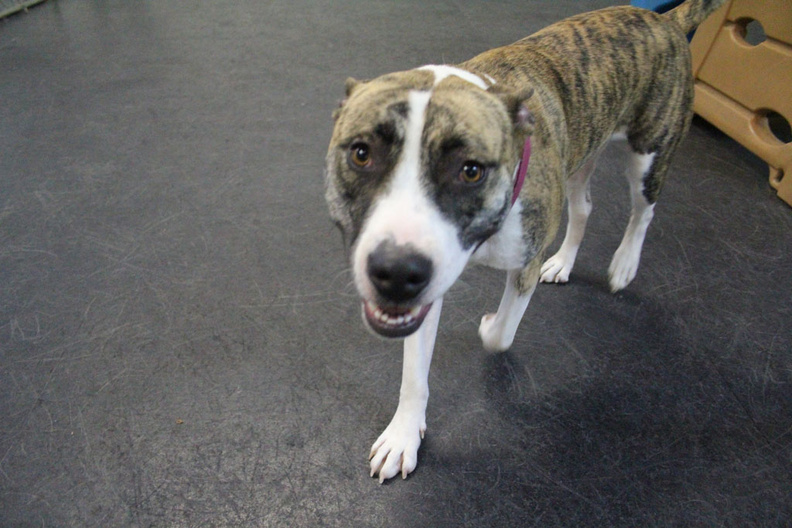 Meet Lainey. Lainey is a pit/husky mix.She's a real LD success story. Lainey came to us in need of socialization and greeting skills. She had a very sweet temperament, and just needed a little help in the beginning, (saying hello and gaining confidence). Through positive greetings and safe play, she's as confident as can be, and is a happy pup - ready to greet and play with anybody. We are glad and proud to welcome Lainey into the family. 2014-01.jpg