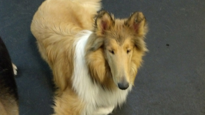 Meet Finn.
This handsome fellow is Finn, a Collie. Finn came to us as a young pup, and was quick to learn all his social skills. He is a model citizen, and a great player. Finn is not selective about playing partners, he comes up, gives a play bow, and off they go. What a good boy! 2014-02.jpg