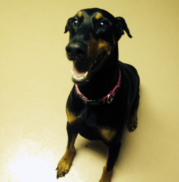 Say Hi to Jade. She's a 6 year old Doberman. Jade is one of many social butterflies here at LD. She's very inquisitive and welcoming to all our guests as they arrive. Jade is also a favorite here among the LD staff because she is a people dog. She's always one of the first to say hello and rub up against the staff, looking for a scratch and a pet. 2014-05.jpg