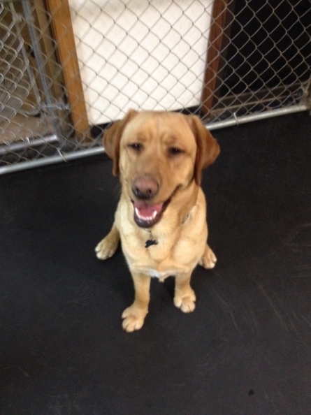 This big boy is Busby. We have voted Busby the best dog face here at LD. Not only is he a great looking dog, he's a great friend, greeter and buddy. Busby likes to pair up with his friends when he's here and play together and nap together. Now that's a loyal friend. 2014-06.jpg
