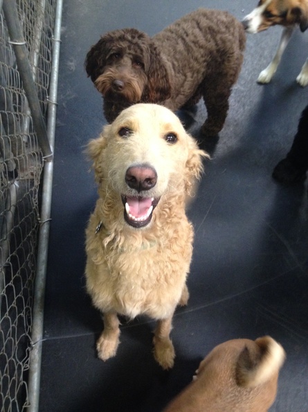 Say hello to Ollie! He’s a 1 year old Golden doodle. Ollie is well known as an ambassador for Lucky Dog. Ollie’s favorite place to hang around is right at the entrance gate to the arena. That way he’s the first to meet and greet all the dogs. A great dog to meet when starting the day. 2014-08.jpg