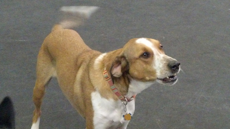 Say Hello to Mr. Smee. Named after a character in Peter Pan, he is one of the most energetic pups we have. He's constantly on the go and his energy and playful spirit have no bounds. He's also a very vocal guy who likes to talk to us - as you see in his picture. A great addition here at Lucky Dog. 2014-10.jpg