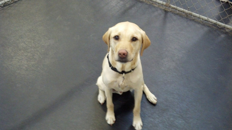 Meet Baxter, a yellow lab, and longtime client at Luck Dog. Wrangler Austin, (big pal of Baxter) brought it to our attention that this great dog has not been named dog of the month yet. He’s right. Baxter is a regular that many of the dogs look forward to seeing. He’s a regular and has a regular play group. Our wranglers also look forward to seeing Baxter because he’s such a good boy, and when he’s here, he keeps a lot of dogs occupied, making their job easier. Sorry it took so long Baxter. 2014-11.jpg