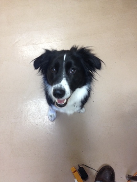This is Pickles! What a smart, well behaved dog. Pickles is a border collie MIX and really enjoys his time at LD. By nature border collies are herders , and Pickles loves to run around the perimeter, rounding up his friends. He also has a great soft side and is very good at meeting new dogs and making them comfortable. Great traits for a great dog. 2014-12.jpg