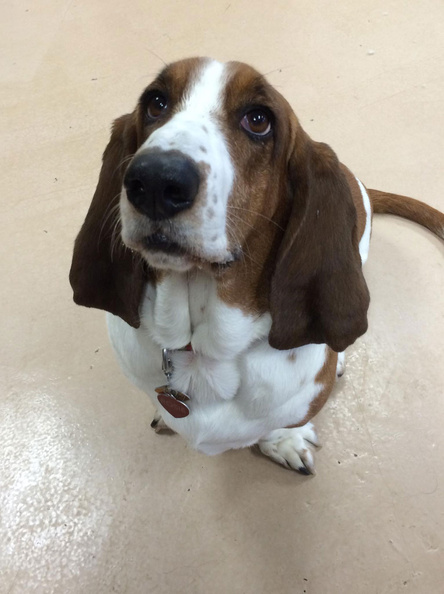 Say Hello to our friend Rosie. What a sweetheart. Rosie is a social butterfly who likes to say hello to each and every guest. Rumor has it she even has a boyfriend here at LD. Rosie’s great temperament and her inquisitive nature make her the perfect LD client. Rosie’s always up for a game of chase or follow the leader. Very active for a Basset hound. 2015-01.jpg