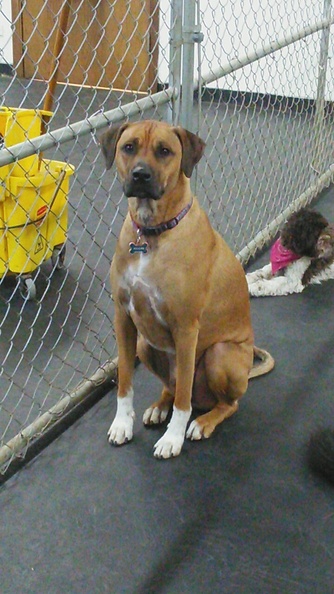 This big boy is Killian.
He's a great addition here at Lucky Dog. He always comes in full of energy and ready to rough it up with anybody that will play with him. He's a great player and always goes home a tired pup at the end of the day. Exactly what he and we want! 2016-02.jpg