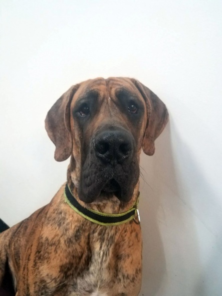 Take a look at Zeke, the Great Dane. Biggest dog to attend LD, and he is gentle, sweet, rough, happy, intelligent, an overall great dog. Proof that big things come in big packages…or something like that. 2017-07.jpg