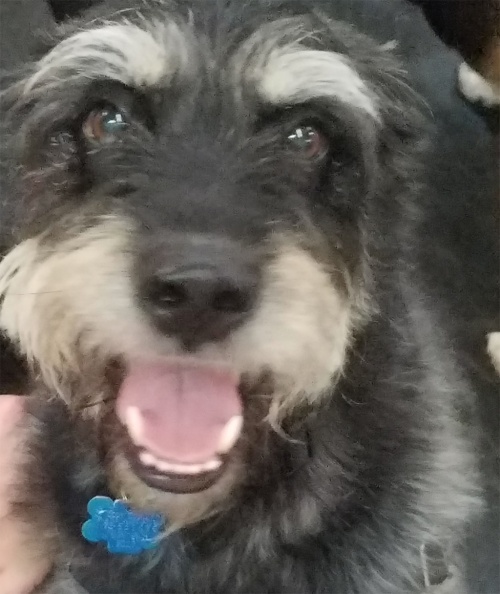 Here's Barney, a great addition to LD. He's a a 9 year old schnauzer mix. He's a very handsome dog, and has great manners. He really gets around for a 9 year old.It's nice to see the older, experienced dog showing the others how to be so good. Thanks Barney! 2017-08.jpg