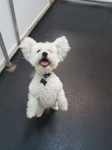 This happy fella is… Happy! He's a Bichon mix, approximately 8 years old. His name says it all and is one happy little guy. He loves his time here at Lucky Dog making friends, big and small. Everybody puts on a smile as soon as he walks in. He just has that happy vibe about him, and he spreads to the wranglers and dogs alike. A great addition here at LD. 2017-09.jpg