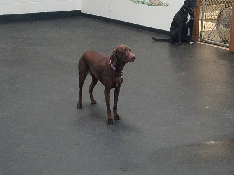 This is Priscilla. She's an 8 year old Weimaraner mix. She has perfect manners and is a great friend to all. We love it when she performs any of her many tricks in the office on her way out. She's a long time favorite here at LD. 2017-10.jpg