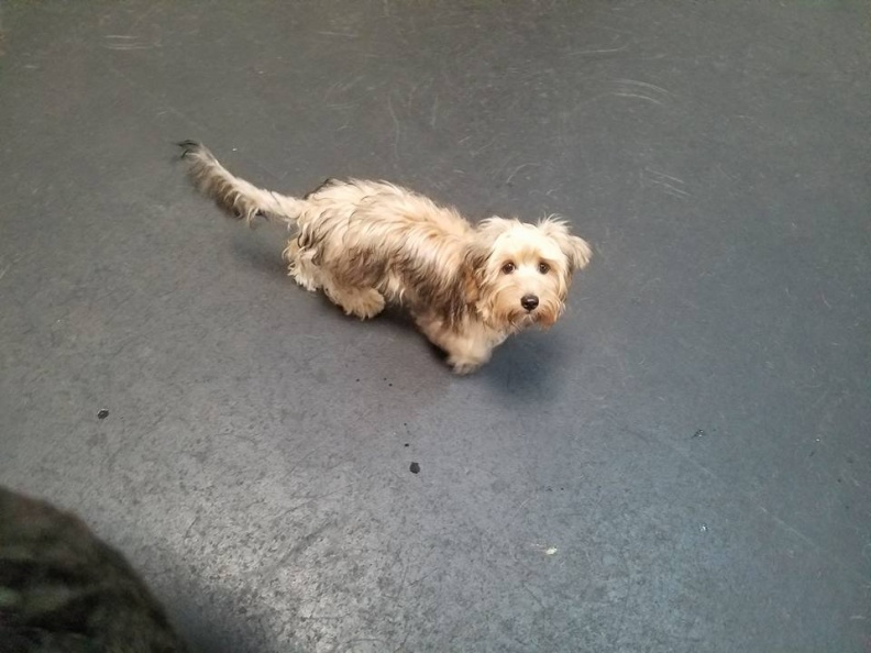 This little peanut is Lucy. What a beauty. She’s a 9 month old Yorkie/Jack Russell mix.
This little luvbug is the highlight of our day. She loves being the Lucky Dog social butterfly. She likes all dogs and they all like her. She gives off such a nice vibe. We love having her here as part of our day. She just plain makes us happy! 2017-12.jpg