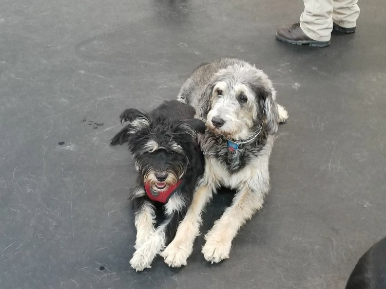 Mulligan and Quigley. Mulligan, the smaller is a year old and Quigley is 7. Bother are terrier mixes. These 2 brothers are best of friends. They come to Lucky dog and play separately with their own friends, and when it’s time to rest they’re side-by-side snoozing away. They really are comfortable with each other and are great dogs. Both have exceptional manners and great play styles. 2018-02.jpg
