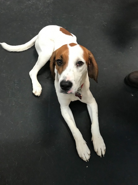 This is Frankie! He's a 1 year old Beagle mix. What a great dog. He loves his time here at Lucky Dog. Frankie is undoubtedly one of the most energetic and active pups here at LD. And we mean that in a good way. He plays hard and sleeps hard. he has a great temperament and gets along with everybody here. 2018-04.jpg