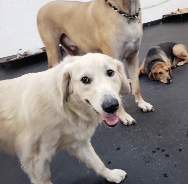 This is Brody a year and a half old mini golden. When he first came here, he was a shy puppy, but learned quickly. He's a great player and has perfect manners. He's one of our best greeters for all the new dogs when they come in for temperament tests. He is a great addition here at LD! 2018-10.jpg