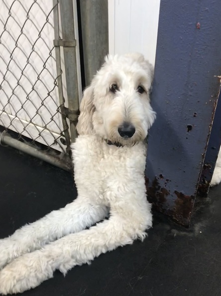 This sweetie is Stella, a year old golden doodle. She is a great greeter, especially with the wranglers. She loves to say hello . Stella is also a very good and gentle player with the little ones, and very active with the big ones. Shes a very confident, good dog. A great addition to LD! 2018-11.jpg