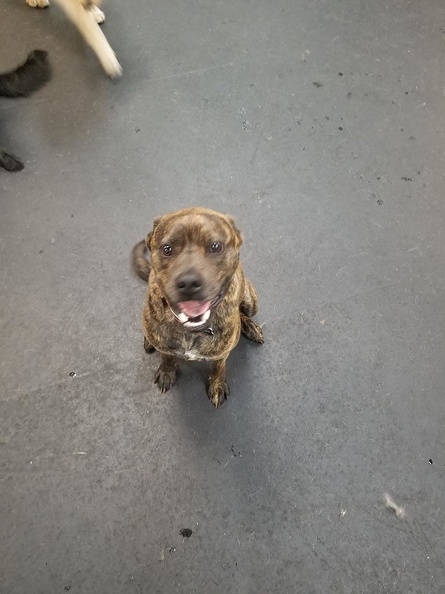 This happy fella is Donnie, a Boston Terrier mix. He’s one of the happiest guys around. He always comes bounding in to the play area ready to go. He is a great player and you can tell by the look on his face, he loves it at LD. He is a perfect example of a great Lucky Dog 2019-05.jpg