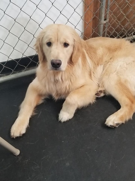 This handsome fella is George. He's a 1 year-old Golden Retriever. He came to us as a young pup, and quickly became engaged in all areas. If you were a puppy, George would play with you. If you were bigger and older, George would play with you. He has endless energy, but we think LD does a good job of wearing him out having fun! 2019-06.jpg