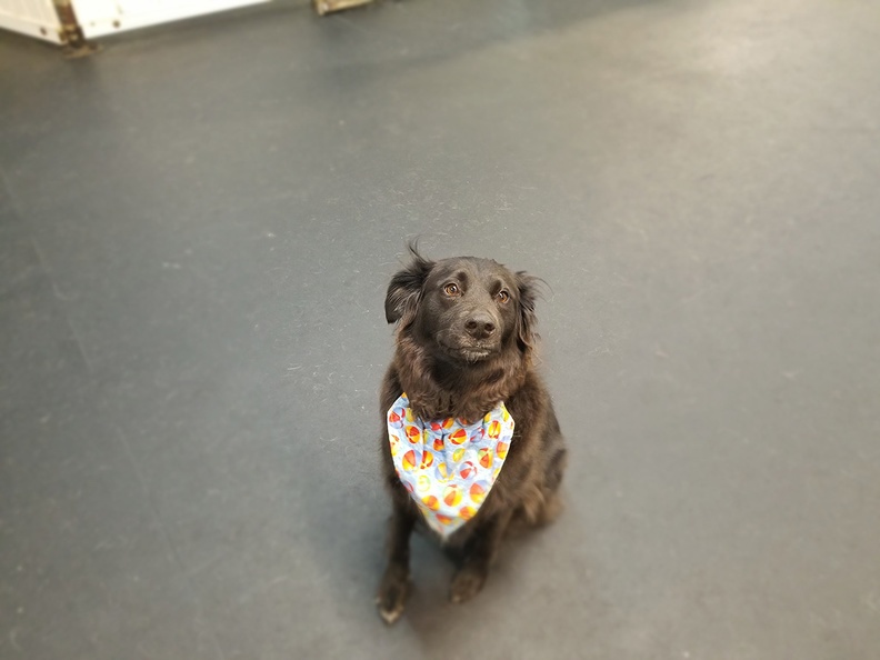 This pretty girl is Jenna, a German Short Haired Pointer. She’s a well-mannered and even keeled dog who happens to be 13+ years old. While not the most active any more, Jenna does get around socially and enjoys her time at LD. Jenna comes several times a week, and the staff consider her the house dog . She’s always available for pets and hugs... and gets them! 2019-08.jpg