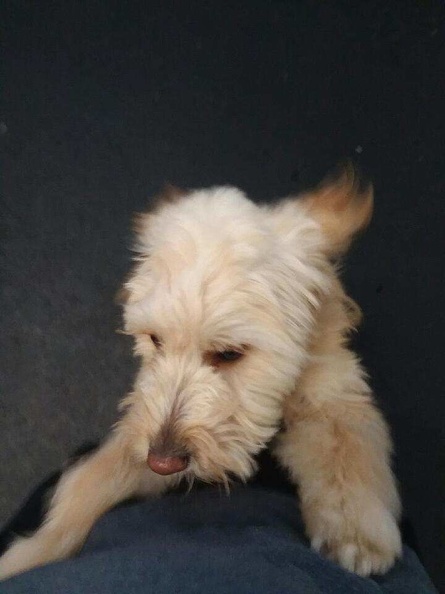This is Duke. He's a 1 year old mini Golden Doodle. When he first came to lucky Dog, he was a ball of energy needing a little exercise and manners. Exercise came easy as he’s a great player, but it took him a while to learn his dog manners. Glad to say he now has great manners, and is a model player and a great addition to LD. Good boy Duke! 2019-09.jpg