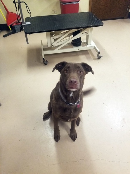 This big boy is Theo. He's a nine year old Chocolate Lab. You would think he was nine months old by watching him at LD. A great, energetic player. Typical lab, loves water, loves dogs, loves people, A great dog. 2020-01.jpg