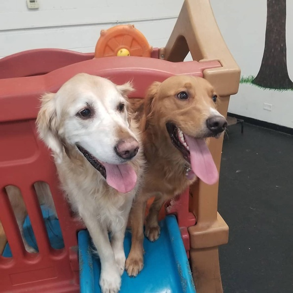 These two knuckleheads are Hobbs and Dawson. These are Rick's dogs! They have been here filling in a lot of time for your dogs to play with. Hobbs is a 11-year-old golden and Dawson is a 2.5-year-old golden. In their spare time they enjoy barking at everything and begging for every bit of food known to mankind. They love Lucky Dog and are the face of many pics on our Facebook page you see for the holidays. 2020-04.jpg