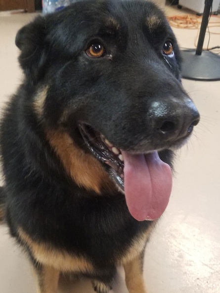 This big guy is Niko! Niko is a 5-year-old German shepherd! He has been coming to us since 2017. Talk about good manners, this boy surely has them. Niko is a great mentor dog for all of your younger dogs. He is cool and calm! He is a stand up dog!!!! 2020-05.jpg