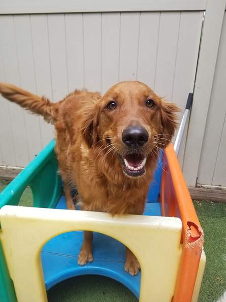 Meet pasta!!! This beautiful red-coated golden retriever loves spending time at Lucky Dog. You will often find him on the equipment and seeking the attention of the wranglers. This guy is one of our number one players!!! 2020-07.jpg