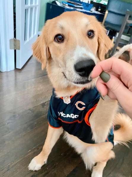 Meet Moose (Moooooossssssseeeee)! Around these parts you can see him sitting on slides and other equipment. He is one sweet pup. He loves his cots and fans. He shares everything from the balls to the cots. He is one of the best pups we have! 2021-07.jpg