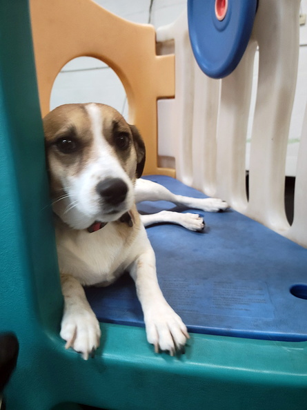 Meet Jack!!! This guy is the life of the party! This pup hangs with the big boys!!! He is a great and wonderful player. He is one our best all around dogs! This guy loves the equipment more than any dog ever here at LD. 2021-08.jpg